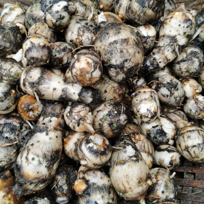 重庆农家自种水芋头仔仔香软糯