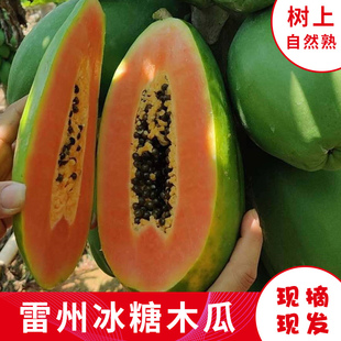 广东雷州冰糖红心木瓜树上熟收到即食 青皮当季 孕妇水果净重8斤