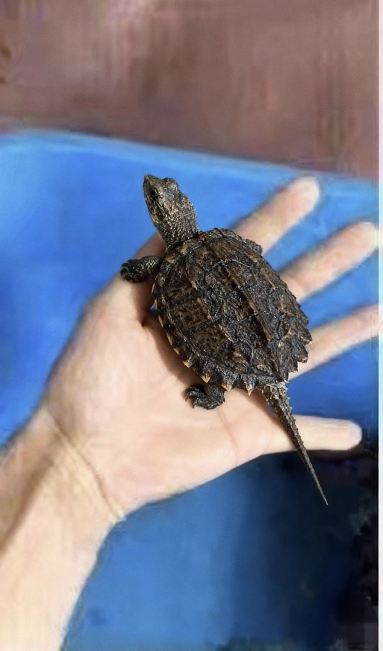 活人工养殖整条鳄鱼龟幼苗宠物活龟/鳖