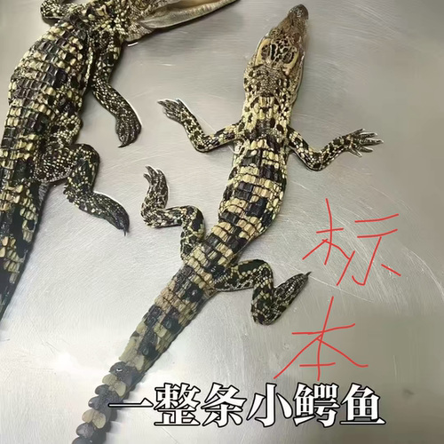 鳄鱼爬行动物鳄鱼标本昆虫标本雨林鳄鱼标本素材尸体非做好的成品