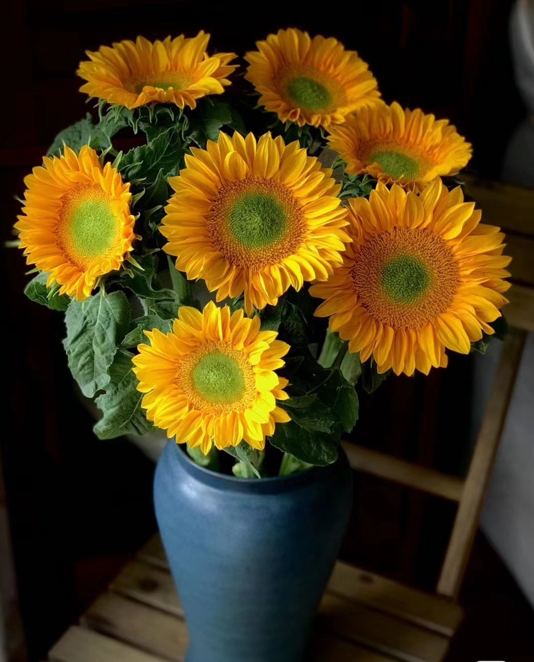 云南鲜花基地鲜花向日葵绿心向日葵s奶油向日葵