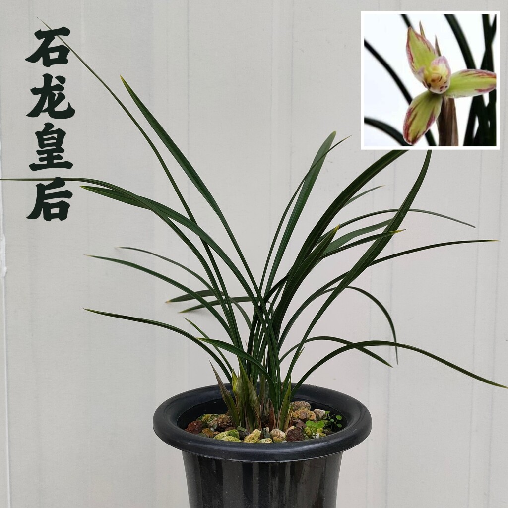 兰花苗春兰石龙皇后复色水仙瓣西部兰花铭品好养美观绿植园艺国兰