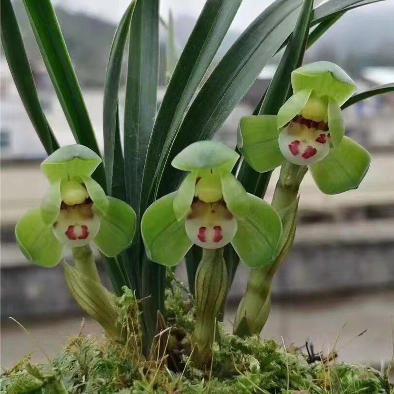 兰花春兰翠盖荷铭品荷瓣老种矮种绿植园艺国兰美观盆栽好养包对版