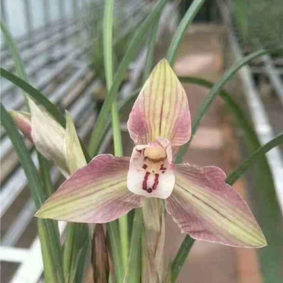 春兰余江蝉兰花苗老种铭品蝉翼瓣奇花好养易活包对版绿植园艺国兰