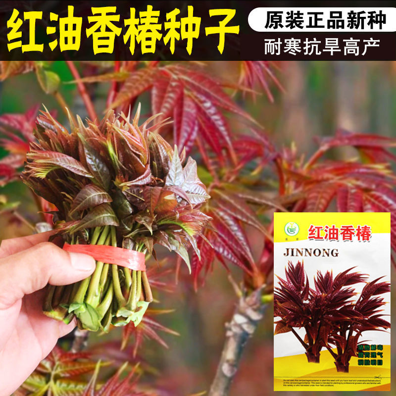 红油香椿种子 树上蔬菜树苗做芽菜芽苗菜天然蔬菜春季四季香葱籽