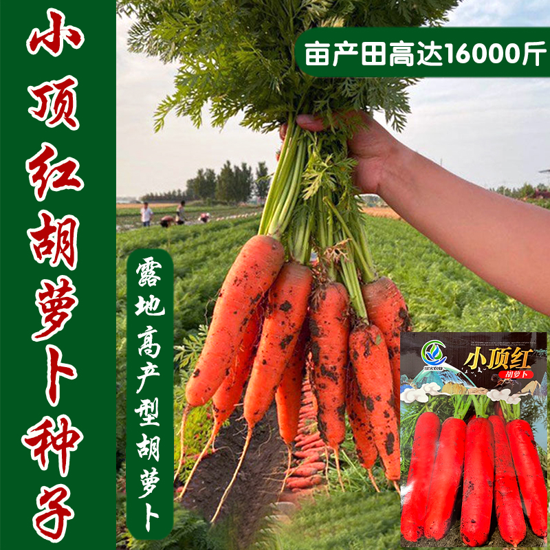蔬菜小顶春秋四季胡萝卜种子
