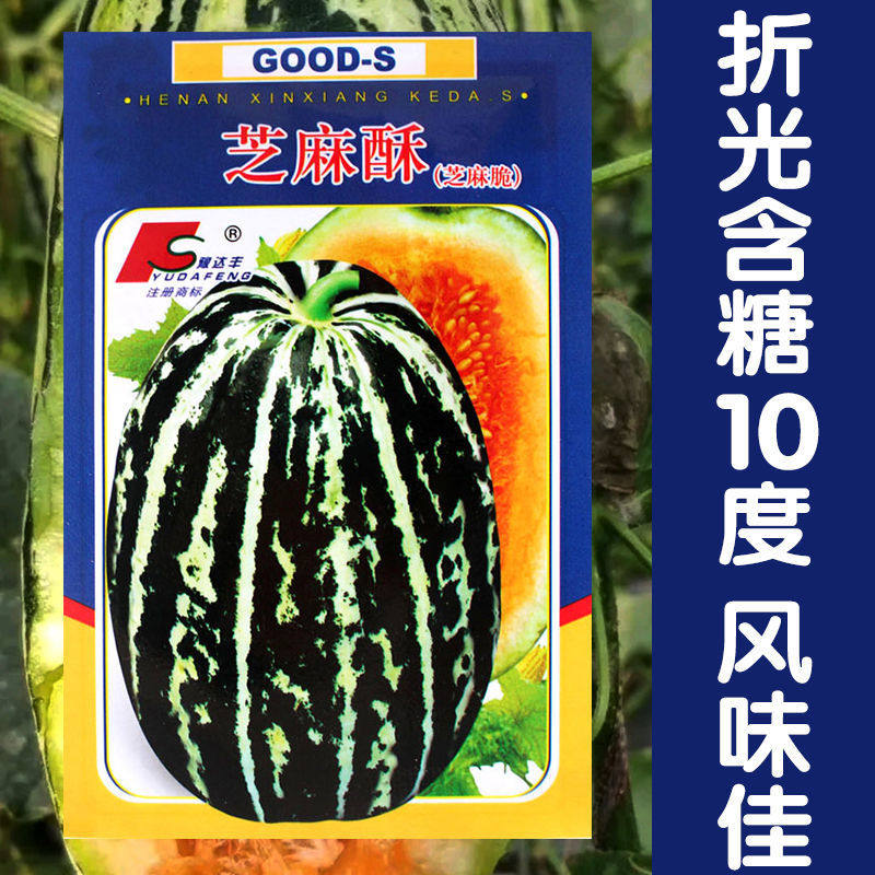 芝麻酥花皮甜瓜种子蛤蟆酥薄皮超甜甜瓜种籽早熟花皮黄绿肉瓜果孑