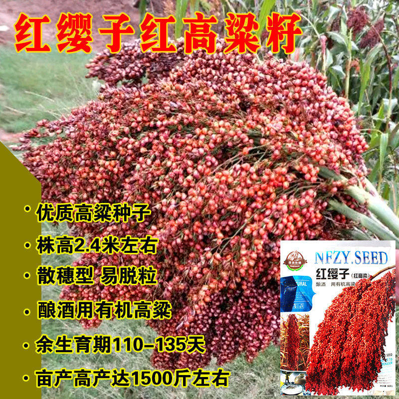 红缨子矮杆高粱种子种籽孑抗四酿酒种了高产红糯早熟抗旱五谷杂粮 - 实物图