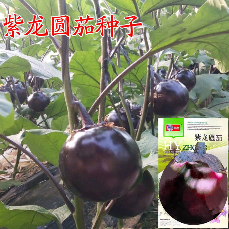 紫龙圆茄种子高产黑紫色特大茄子种籽春秋季四季蔬菜秧茄种孑秧苗