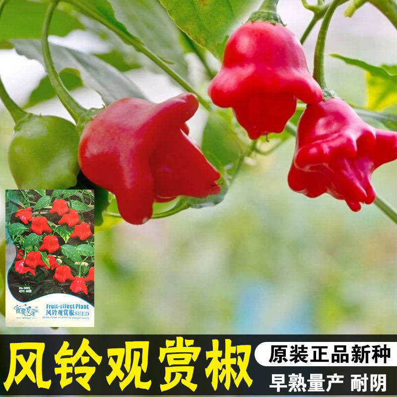 风铃观赏椒种子元宝灯笼辣椒种籽可观赏食用辣椒籽四季播蔬菜种孑
