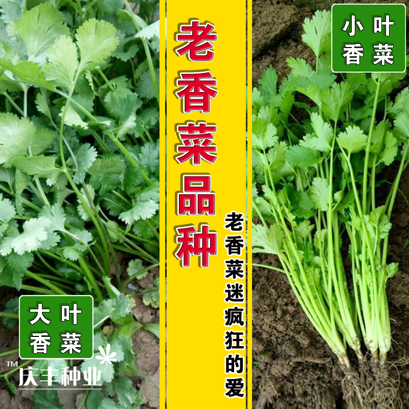 古老农家高产优质无涩味种子