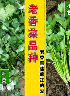 古老农家高产优质蔬菜种子 小叶香菜 芫荽 香草无涩味 四季播
