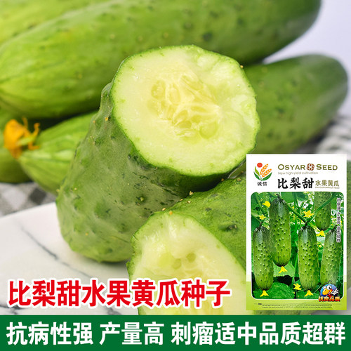 四季播唐山秋瓜耐热春秋黄瓜种子