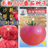 毛粉802番茄种子沙瓤酸甜口感型西红柿种子非转基因新型茸毛番茄