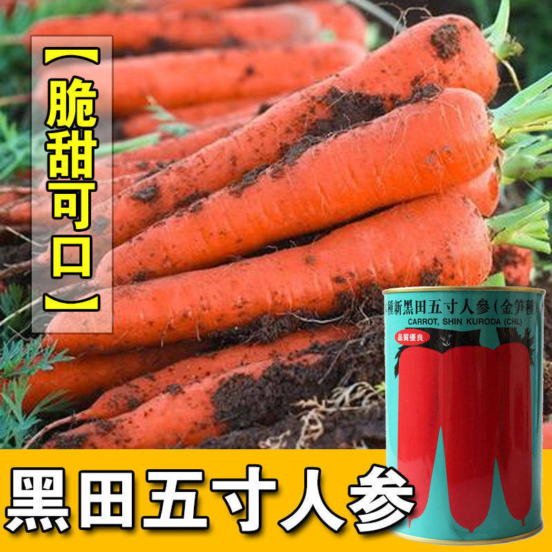 益农日本进口新黑田五寸人参金笋种三红胡萝卜种孑种籽蔡兴利种子