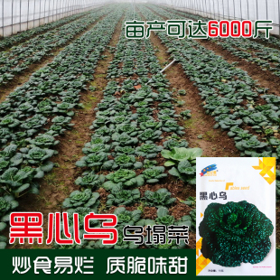 黄心菜种子乌塌菜菊花芯耐低温冬季黑心乌塌棵菜蔬菜种孑黑白菜籽