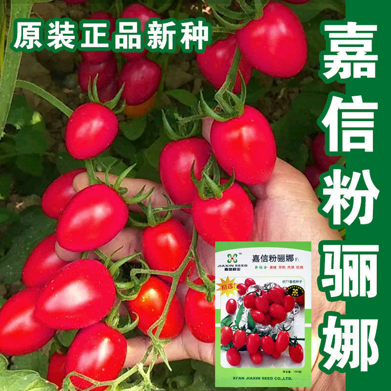 进口番茄种子嘉信粉骊娜西红柿种籽圣女果樱桃番茄抗病毒超甜早熟