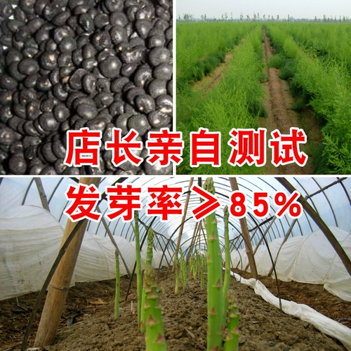 Семена бренда американского орла Семена многолетняя высокопоставленные Семена четыре сезона саженцев из спаржи. Фиолетовое лето, осень и зимнее блюдо