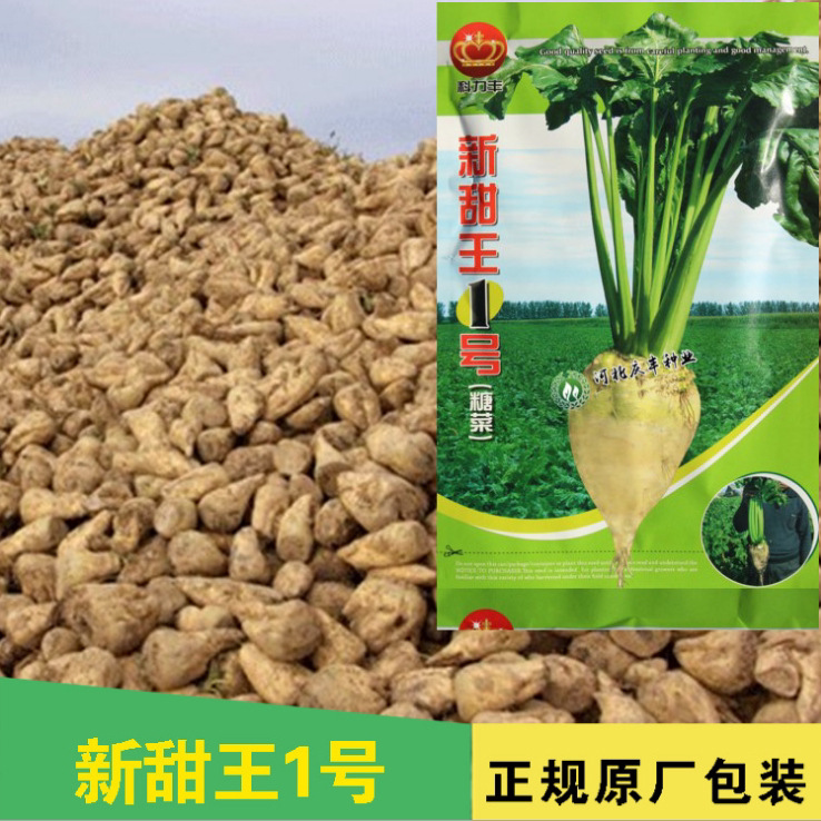 寿光蔬菜秋季甜菜种子春季糖菜种子庭院小菜园保护地种植甜菜头籽