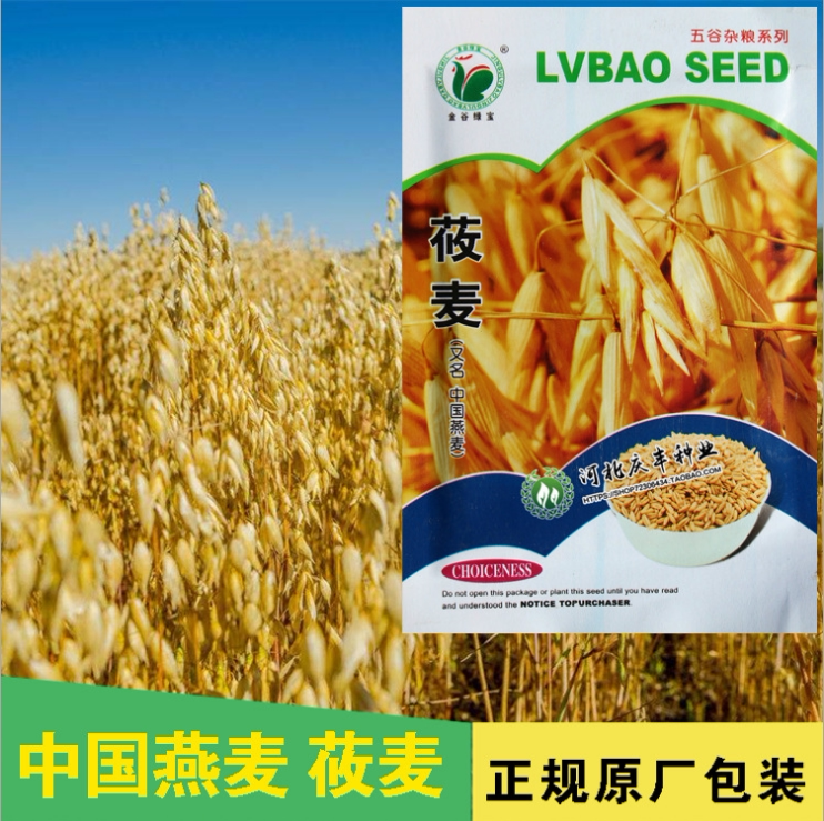五谷杂粮优质春秋大麦图片