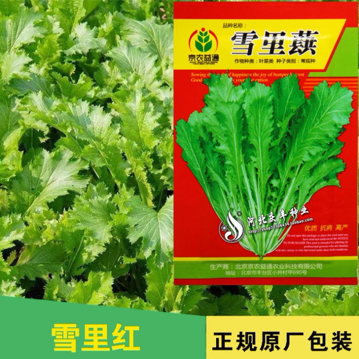 九头鸟蔬菜种子 雪里红/雪里蕻/雪菜种子以连茎腌制种子 秋季播种