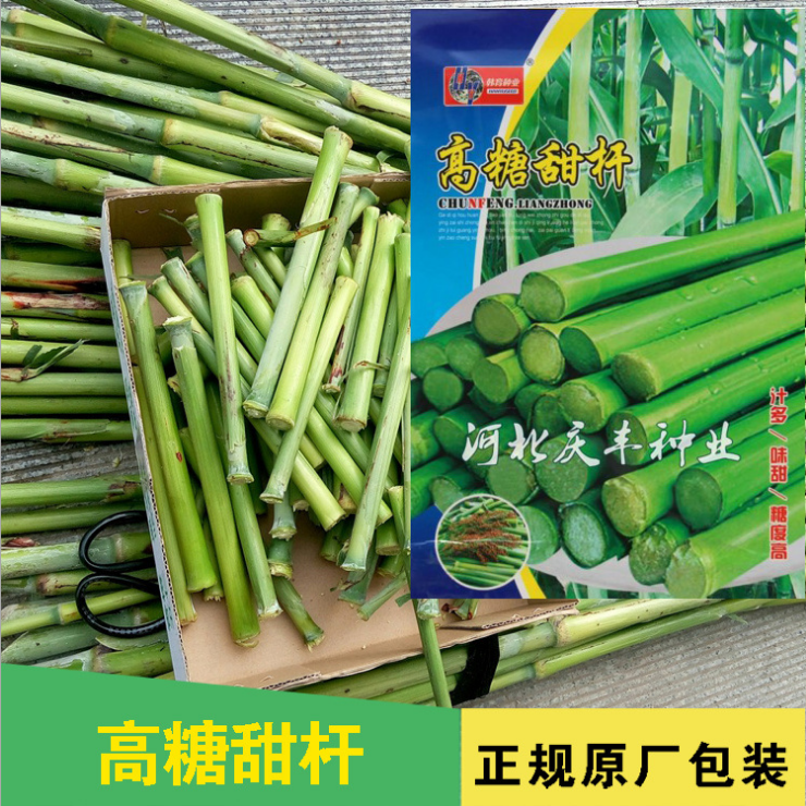 高糖甜杆种子 甜高粱 芦栗 甜秫秸 糖高粱种子脆甜多汁四季播春季