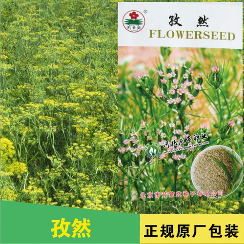 耐寒耐热阳台种子