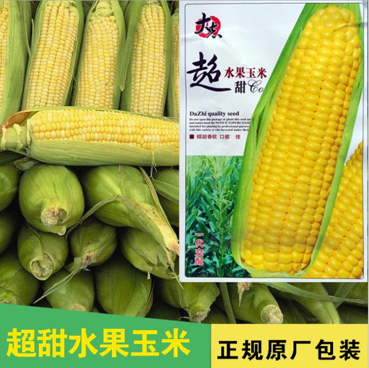 超甜水果玉米种子 糯玉米 粘玉米果香浓郁.皮薄无渣.脆嫩甜超好吃