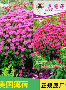 香草种子适应性强美国薄荷18包邮