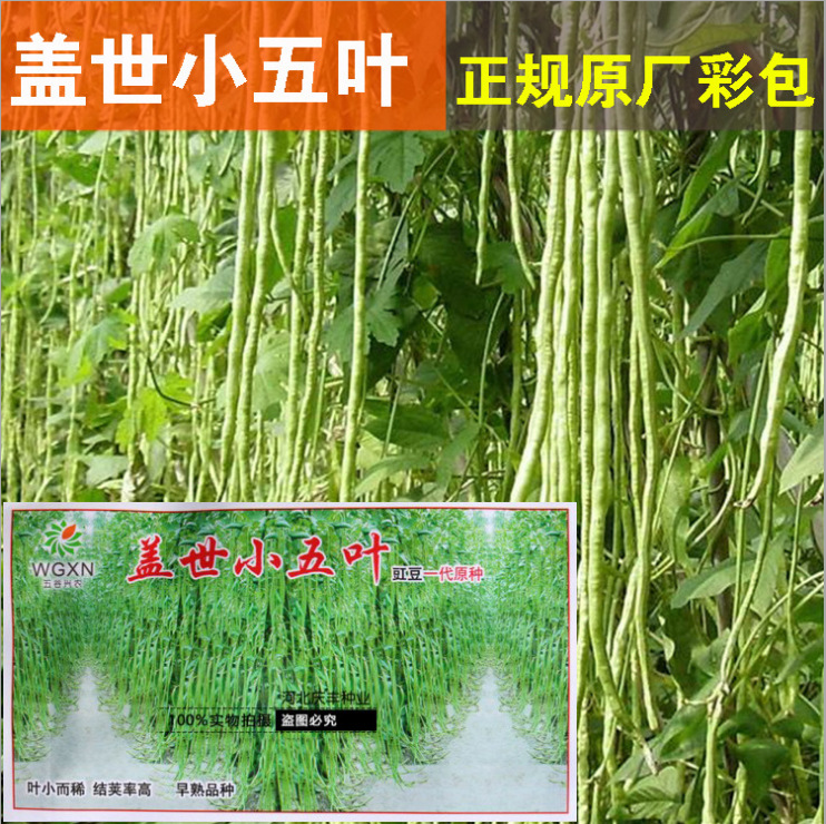 盖世小五叶绿白豇豆种子早熟结荚率高抗热耐寒高产豇豆一代原种