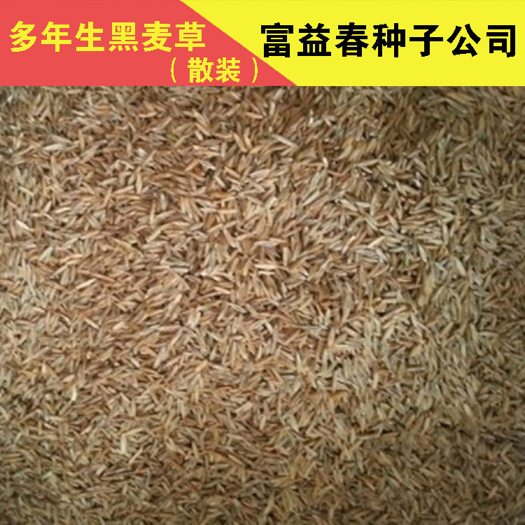 多年生黑麦草种子 牧草种子 四季播 牛羊鸡鸭鱼鹅等常用牧草