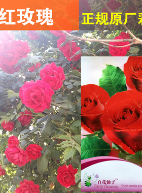 正品彩包 四季【玫瑰花种子粉红色10粒庭院阳台盆栽观赏芳香花卉