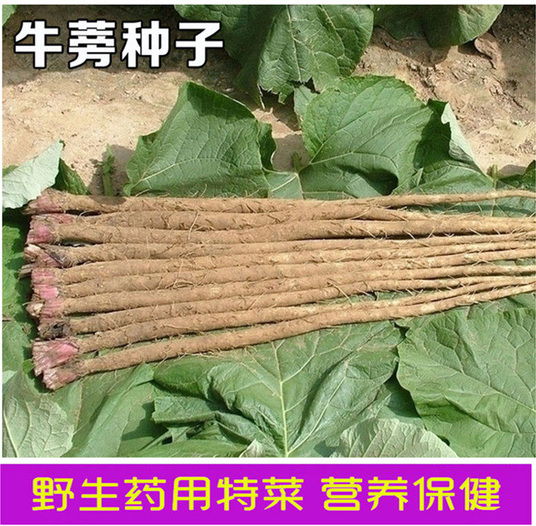 药用特菜种 牛蒡子种子 药食兼用 中草药 多年生 春夏季播种