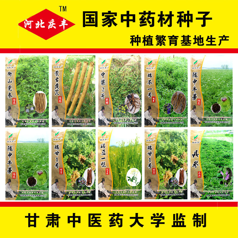 板蓝根中药材种子图片