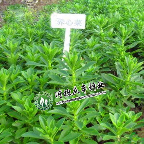 救心菜种子养心菜费菜景天