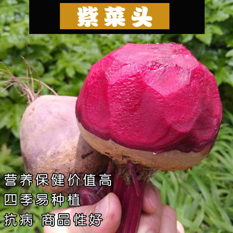 【甜菜根种子】青丰红甜菜 紫菜头种子红菜头 营养蔬菜 红甜菜根