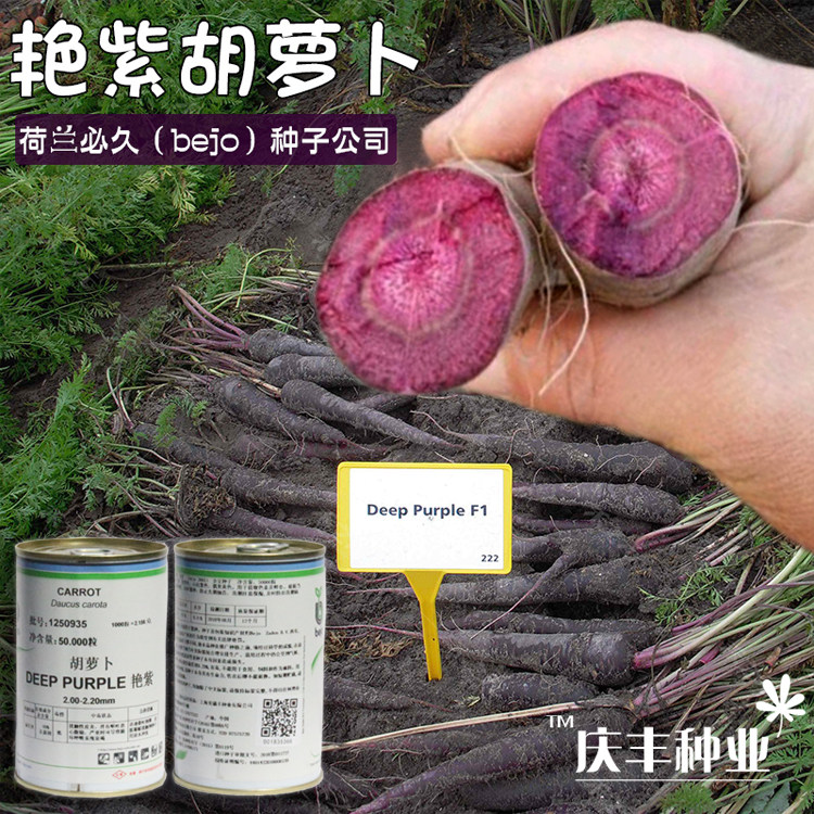 紫黑胡萝卜种子春秋季水果艳紫胡萝卜种种籽阳台盆栽四季蔬菜种孑