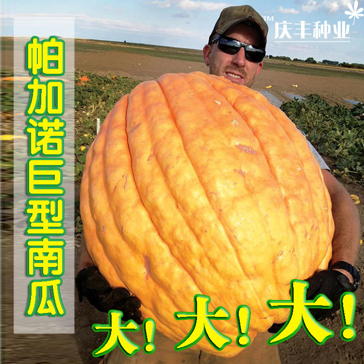 巨型南瓜种子特大 春季巨型南瓜种孑大南瓜超大南瓜种籽 高产四季