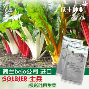 叶甜菜种子金叶红叶紫黄叶甜菜种子叶用红甜菜红梗菜红叶菠菜种子