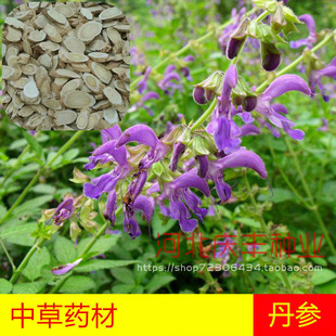 丹参种子 赤参 紫丹参 红根 药食两用中草药种子多年生春夏秋季播