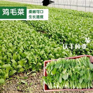 鸡毛菜种子种籽四季 小白菜青菜油菜上海青阳台盆栽蔬菜菜籽孑籽种