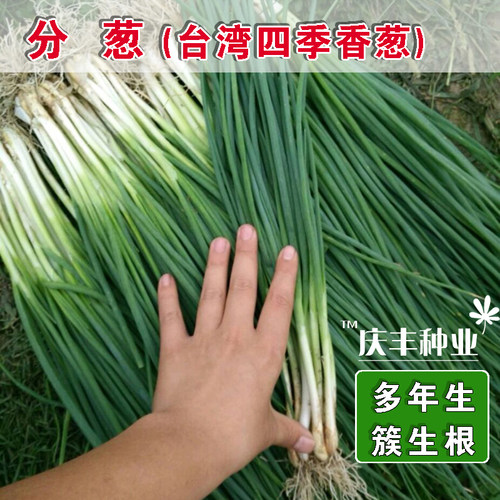 台湾四季种菜盆栽出芽率独根小葱