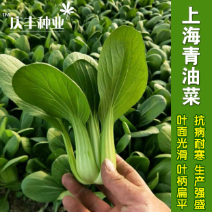 青菜种籽上海青种子阳台菜籽正宗种孑四季 蔬菜小白菜种籽油菜种籽