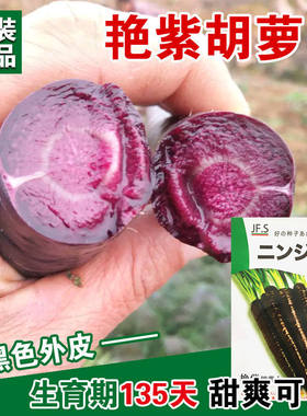 黑紫色秋季胡萝卜种子