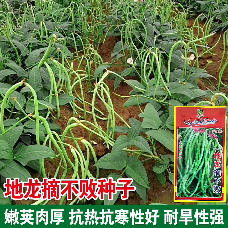 地龙摘不败无支架高产四季豆