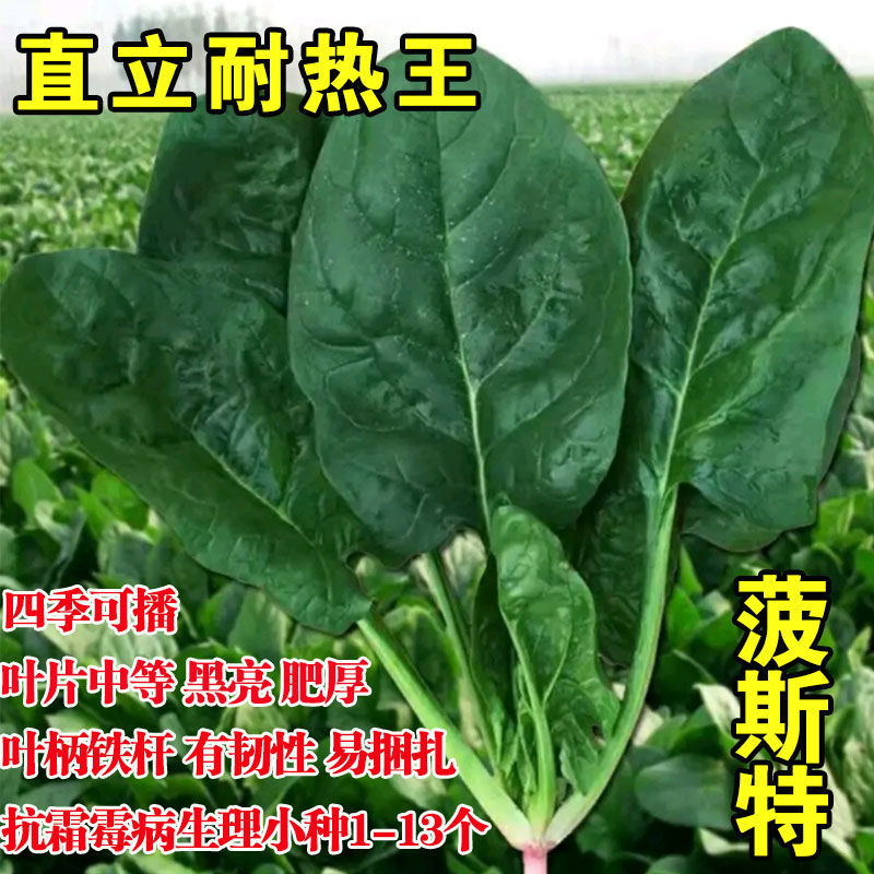 菠斯特TY7000四季肉菠菜种子 耐寒耐热耐抽薹 叶大肥厚 四季种植 鲜花速递/花卉仿真/绿植园艺 家庭园艺种子 原图主图