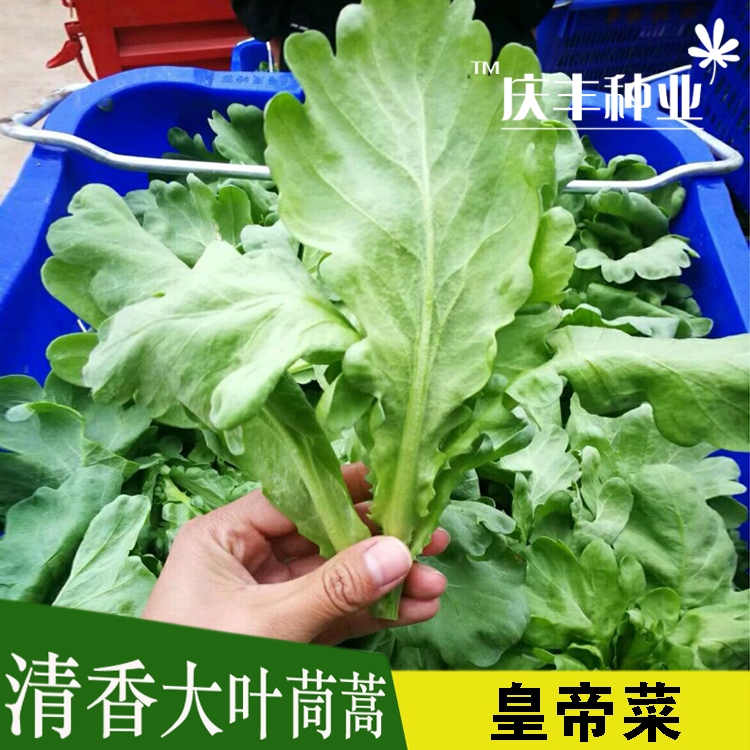 茼蒿涮锅小院阳台绿植四季种子