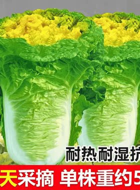 早熟高产抗病小杂大白菜种籽黄心