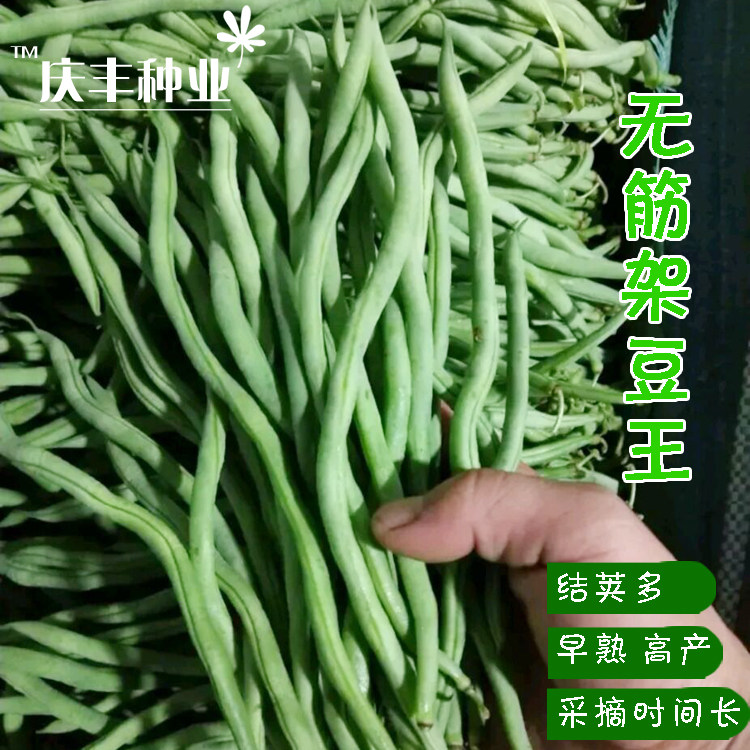 泰国架豆王 寿光蔬菜种子 泰国无筋架豆王种子长芸豆菜豆 四季豆