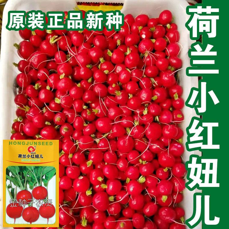 荷兰种子口感好樱桃萝卜